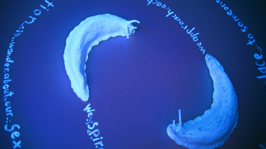 Image of Nerine Martini's Slug Poems artwork